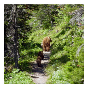 Póster Familia de oso marrón