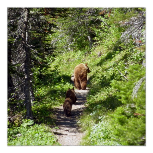 Póster Familia de oso marrón (Anverso)