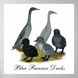 Póster Familia de patos Blue Runner