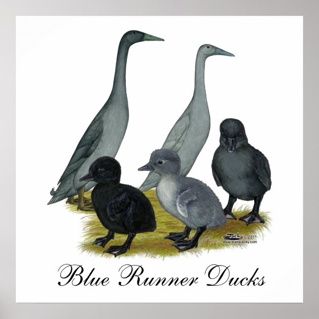Póster Familia de patos Blue Runner (Frente)