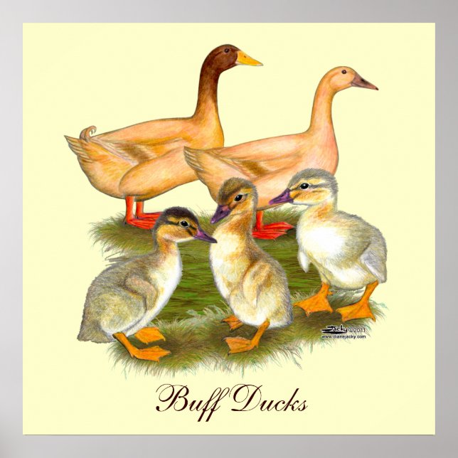 Póster Familia de patos Buff Orpington (Frente)