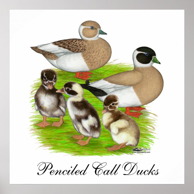 Póster Familia de patos Call con lápiz (Frente)