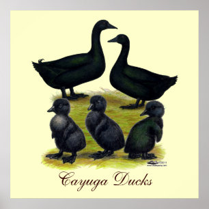Póster Familia de patos Cayuga