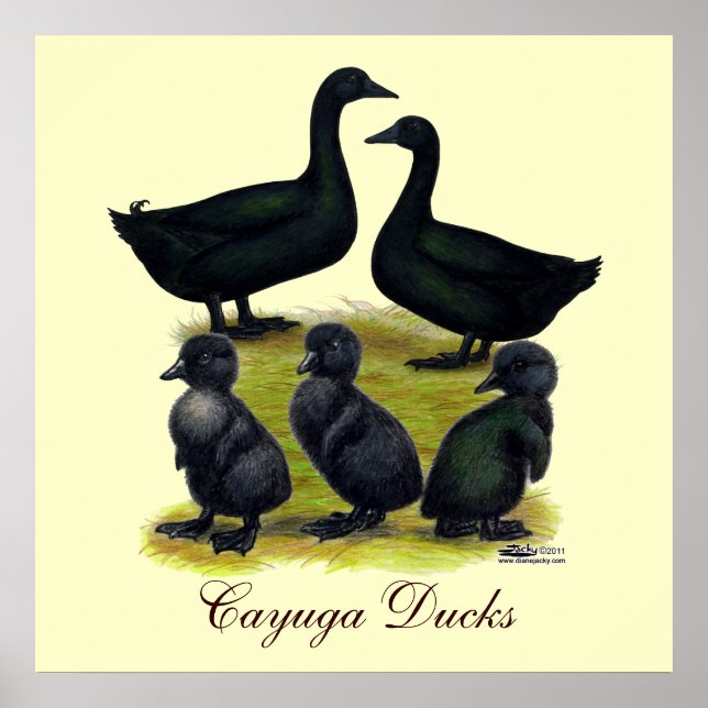 Póster Familia de patos Cayuga (Frente)
