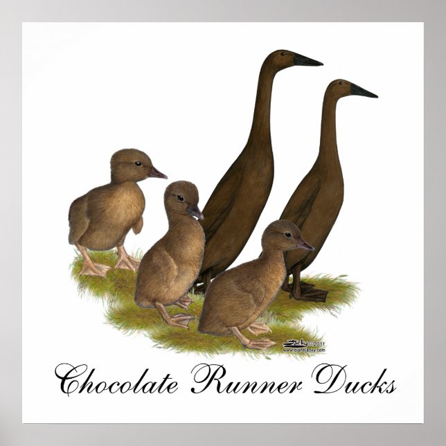 Póster Familia de patos corredores de chocolate (Frente)