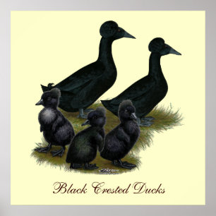 Póster Familia de patos de cresta negra