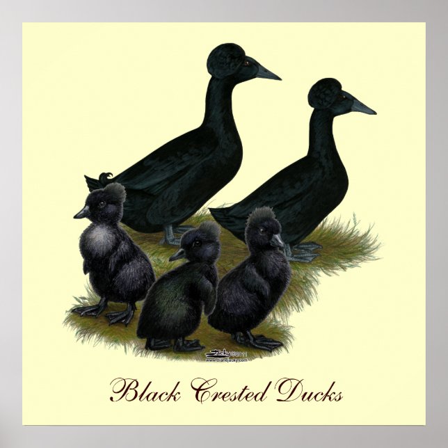 Póster Familia de patos de cresta negra (Frente)