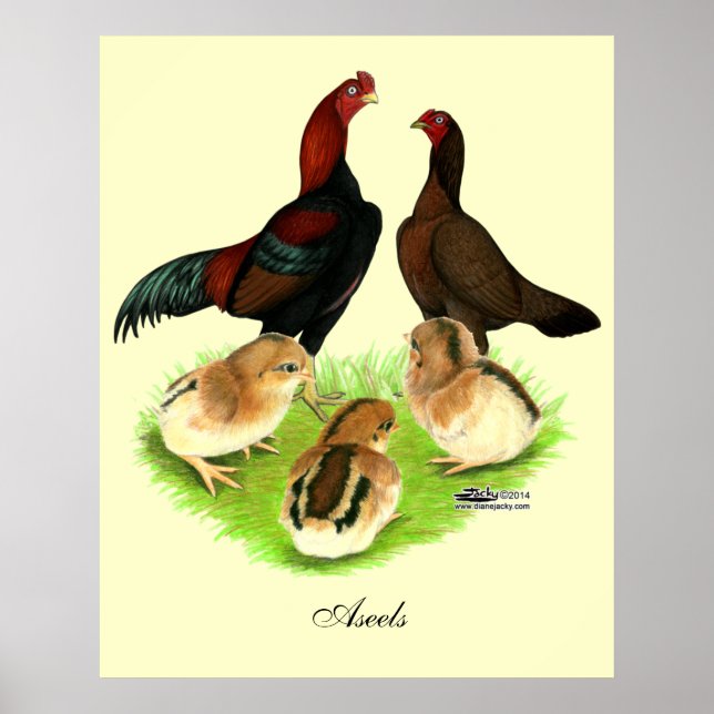 Póster Familia de pollos Aseel Black Red (Frente)