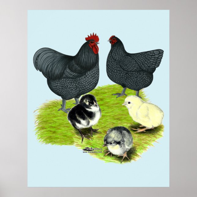 Póster Familia de pollos Orpington Blue (Frente)