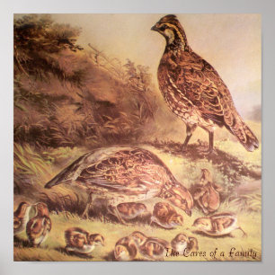 Póster Familia de Poster Quail