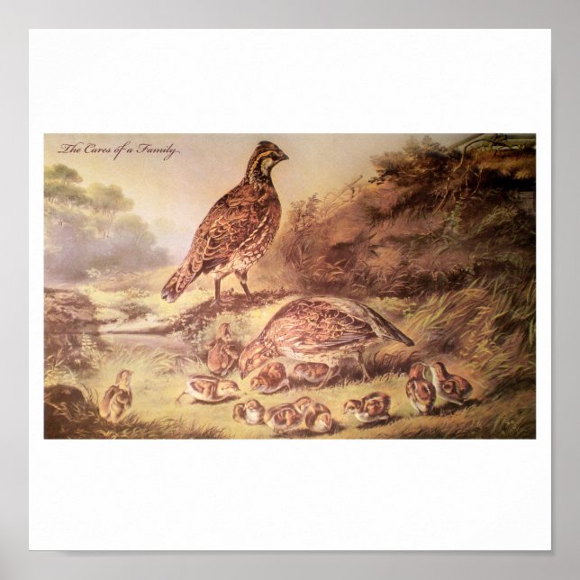Póster Familia de Poster Quail (Frente)