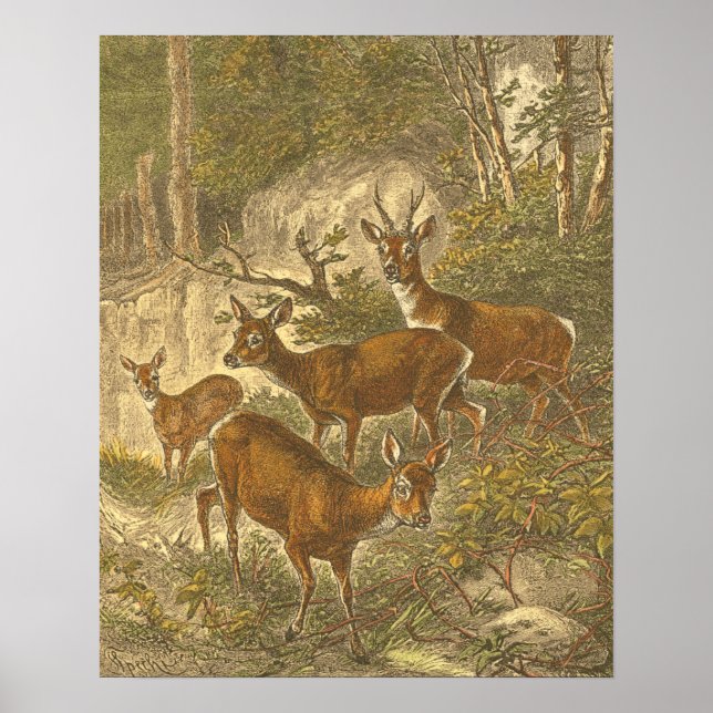 Póster Familia de Roe - Deers en un bosque (Frente)
