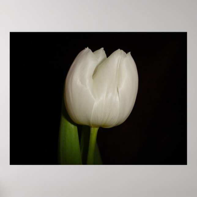 Póster Familia de Tulipanes Blancos: Liliaceae, Especie:  (Frente)