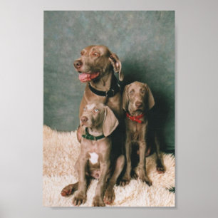 PÓSTER FAMILIA DE WEIMARANER