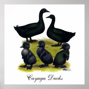 Póster Familia del pato del Cayuga