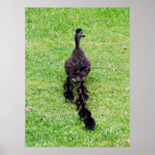 Póster Familia Duck