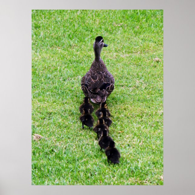 Póster Familia Duck (Frente)