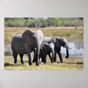 Póster Familia elefante