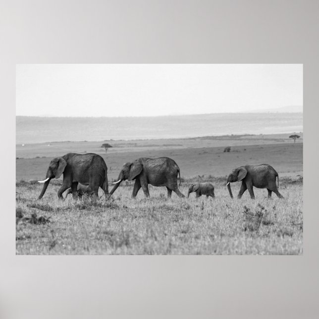 PÓSTER FAMILIA ELEFANTE EN BLANCO Y NEGRO (Frente)