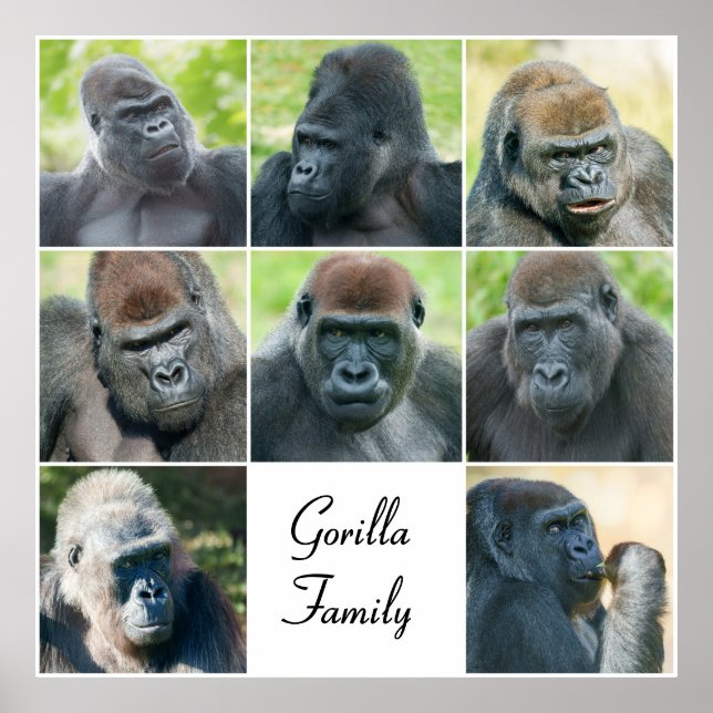 Póster Familia Gorilla (Frente)
