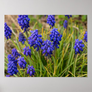 Póster Familia Hiacinths de uva