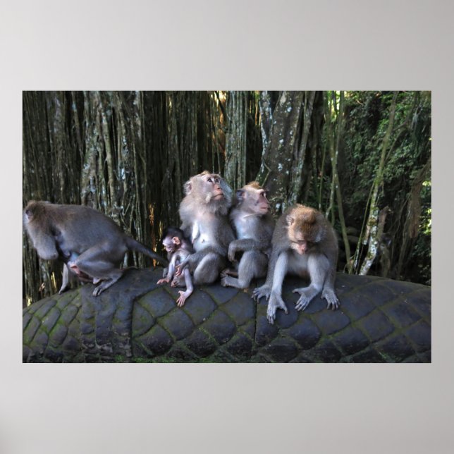 Póster Familia Macaque (Frente)