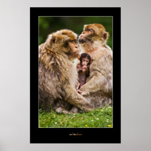 Póster Familia Monkey