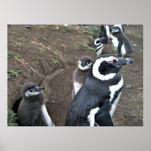 Póster Familia Penguin