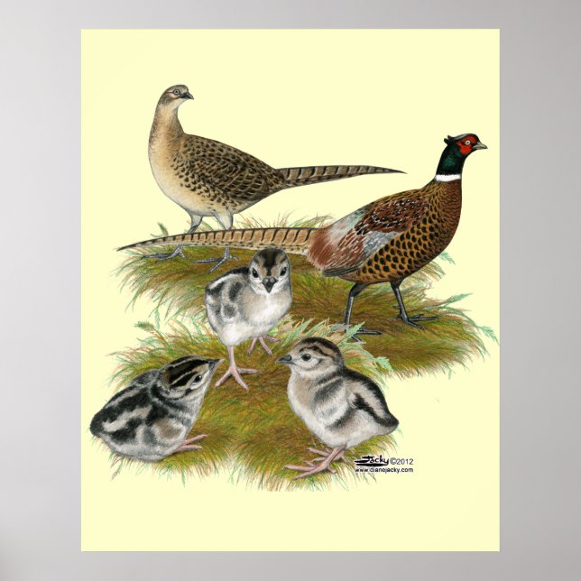 Póster Familia Pheasant Ringneck (Frente)