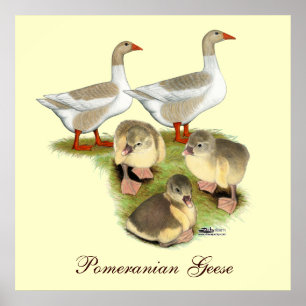 Póster Familia Pomerania