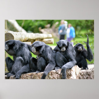 Póster Familia Siamang Gibbon relajándose en el parque de