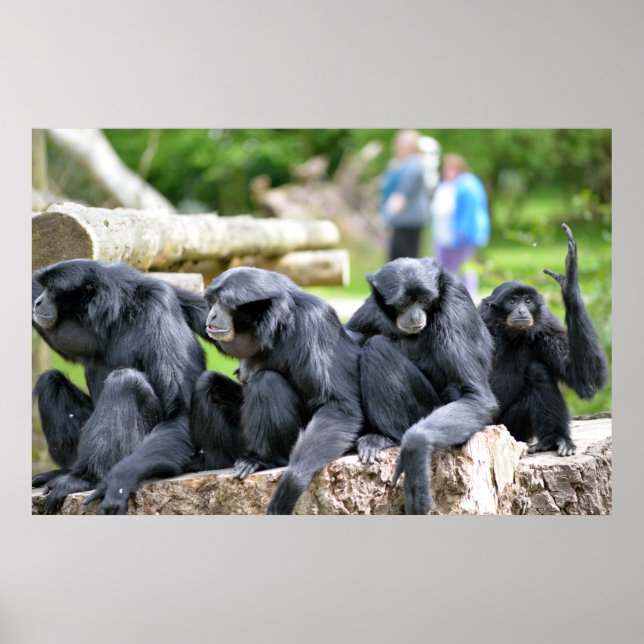 Póster Familia Siamang Gibbon relajándose en el parque de (Frente)