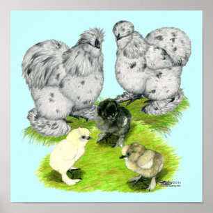 Póster Familia Silkie Bantam Splash