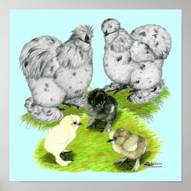 Póster Familia Silkie Bantam Splash (Frente)