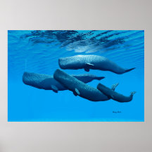 Familia Sperm Whale