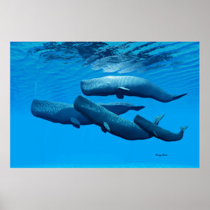 Póster Familia Sperm Whale