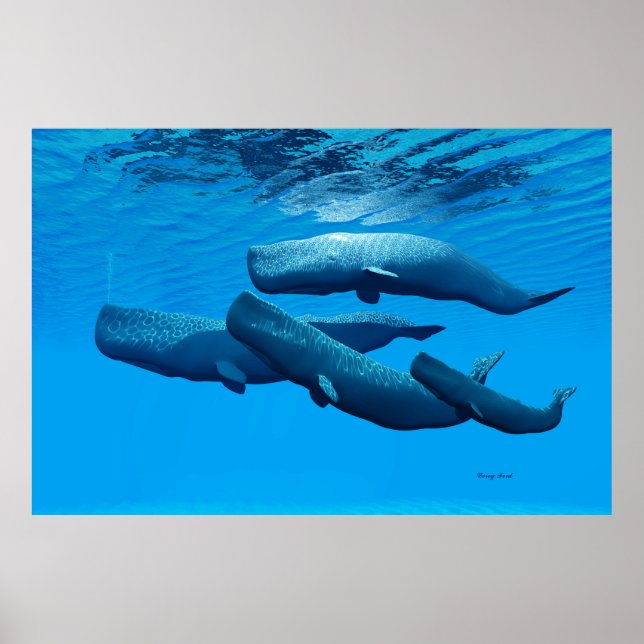 Póster Familia Sperm Whale (Frente)