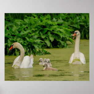 Póster Familia Swan