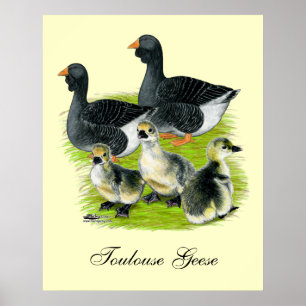 Póster Familia Toulouse Goose