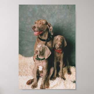 PÓSTER FAMILIA WEIMARANER