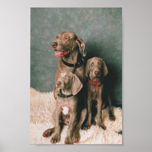 PÓSTER FAMILIA WEIMARANER (Frente)