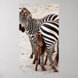PÓSTER FAMILIA ZEBRA