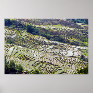 Póster Famosas terrazas de arroz de Yuanyang - Yunnan, Ch