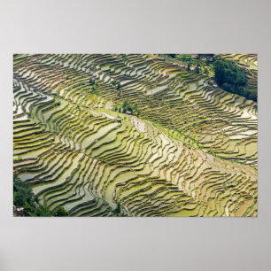 Póster Famosas terrazas de arroz de Yuanyang - Yunnan, Ch