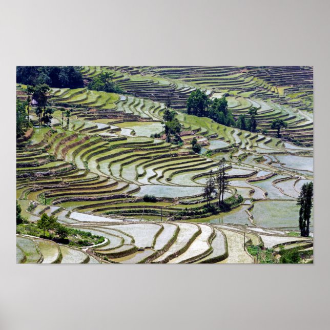 Póster Famosas terrazas de arroz yuanyang - Yunnan, China (Frente)