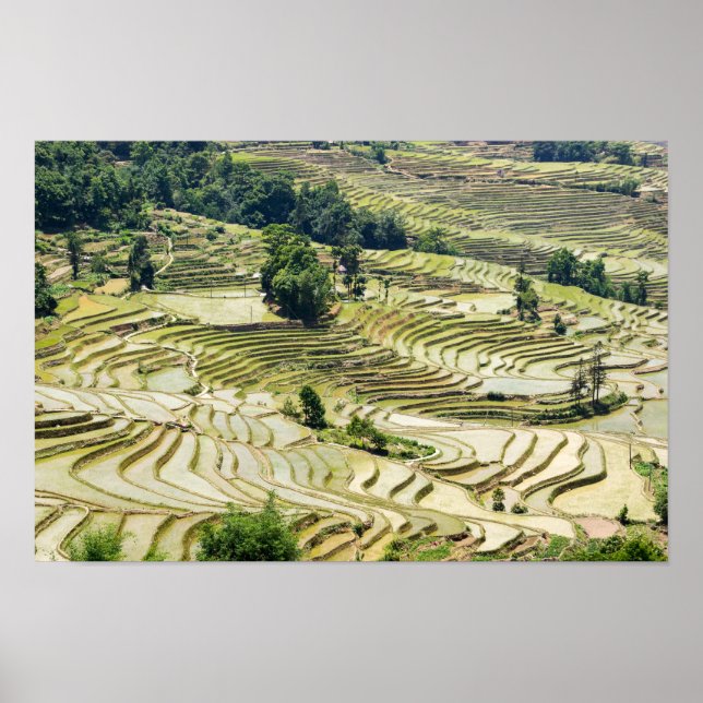 Póster Famosas terrazas de arroz yuanyang - Yunnan, China (Frente)