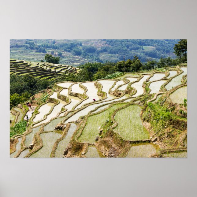 Póster Famosas terrazas de arroz yuanyang - Yunnan, China (Frente)