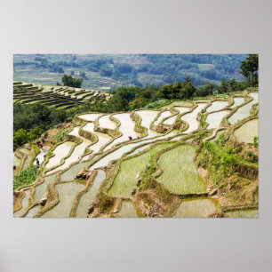 Póster Famosas terrazas de arroz yuanyang - Yunnan, China
