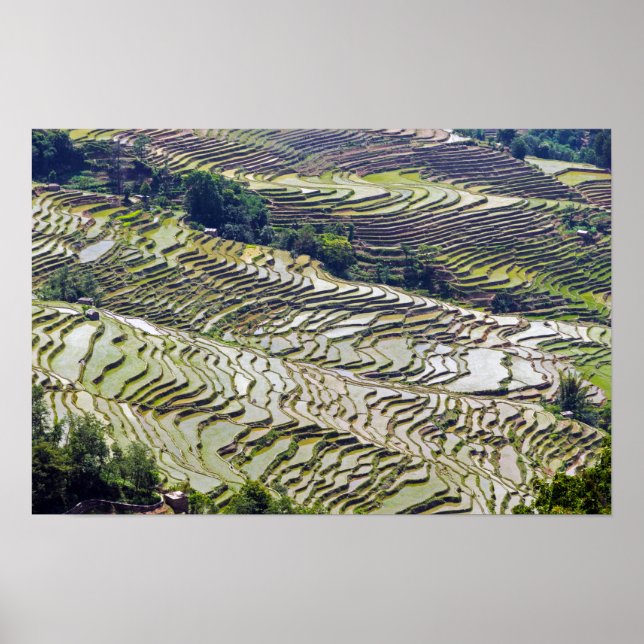 Póster Famosas terrazas de arroz yuanyang - Yunnan, China (Frente)