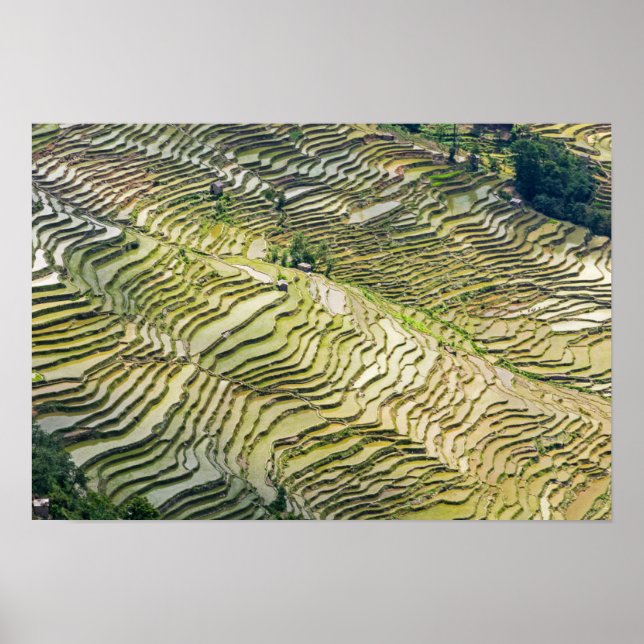 Póster Famosas terrazas de arroz yuanyang - Yunnan, China (Frente)